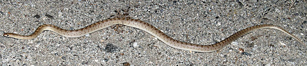 Desert Glossy Snake