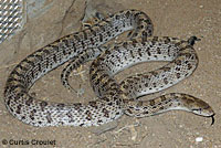 California Glossy Snake