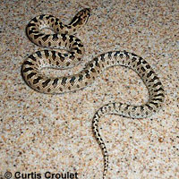 California Glossy Snake