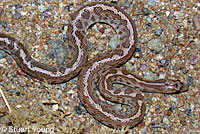 California Glossy Snake