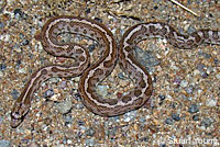 California Glossy Snake