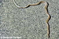 California Glossy Snake