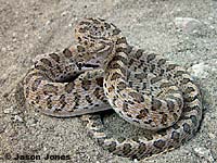 California Glossy Snake