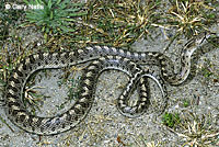 California Glossy Snake