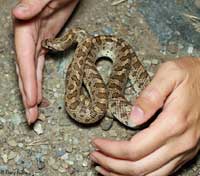 California Glossy Snake