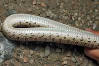 California Glossy Snake