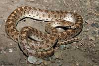 California Glossy Snake