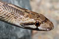 California Glossy Snake