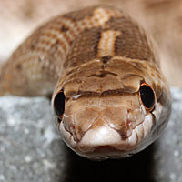 California Glossy Snake