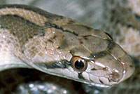 California Glossy Snake