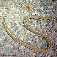 California Glossy Snake