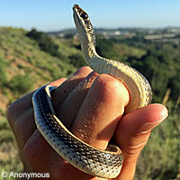 Coast Patch-nosed Snake