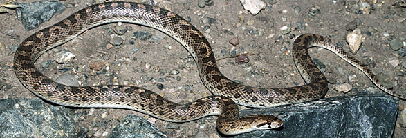 California Glossy Snake