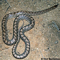 California Glossy Snake