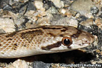 California Glossy Snake