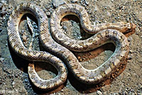 California Glossy Snake