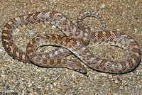 California Glossy Snake