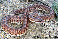 California Glossy Snake