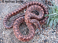 California Glossy Snake