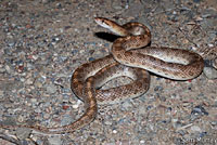 California Glossy Snake