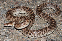 California Glossy Snake