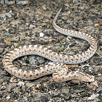 California Glossy Snake