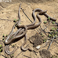 California Glossy Snake