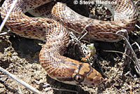 California Glossy Snake