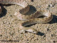 Mohave Glossy Snake