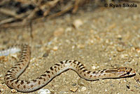 California Nightsnake