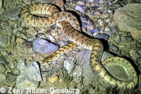 Mohave Glossy Snake