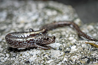 San Gabriel Mountains Slender Salamander