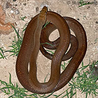 Baja Rat Snake