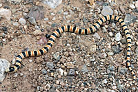 Colorado Desert Shovel-nosed Snake