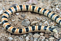 Colorado Desert Shovel-nosed Snake