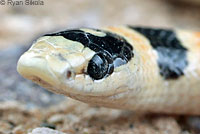 Colorado Desert Shovel-nosed Snake