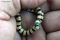 Colorado Desert Shovel-nosed Snake