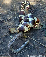 southern pacific rattlesnake