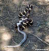 southern pacific rattlesnake