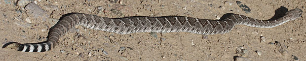 Western Diamond-backed Rattlesnake