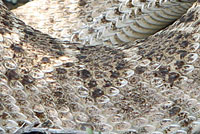 Western Diamond-backed Rattlesnake