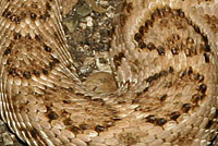 Western Diamond-backed Rattlesnake