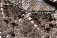 Western Diamond-backed Rattlesnake