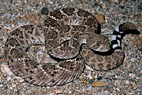 Western Diamond-backed Rattlesnake