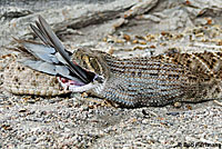 Western Diamond-backed Rattlesnake