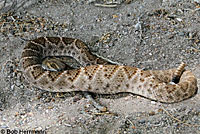 Western Diamond-backed Rattlesnake