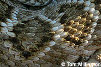 Western Diamond-backed Rattlesnake