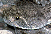 Western Diamond-backed Rattlesnake