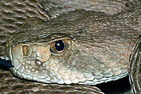 Western Diamond-backed Rattlesnake