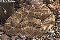 Western Diamond-backed Rattlesnake